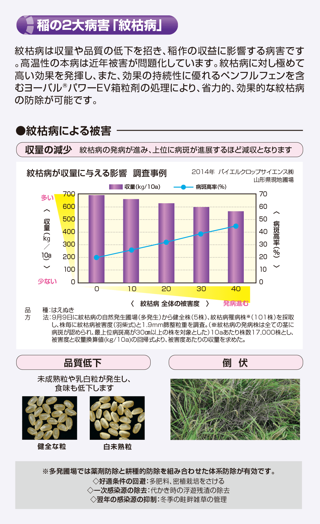 稲の2大病害「紋枯病」