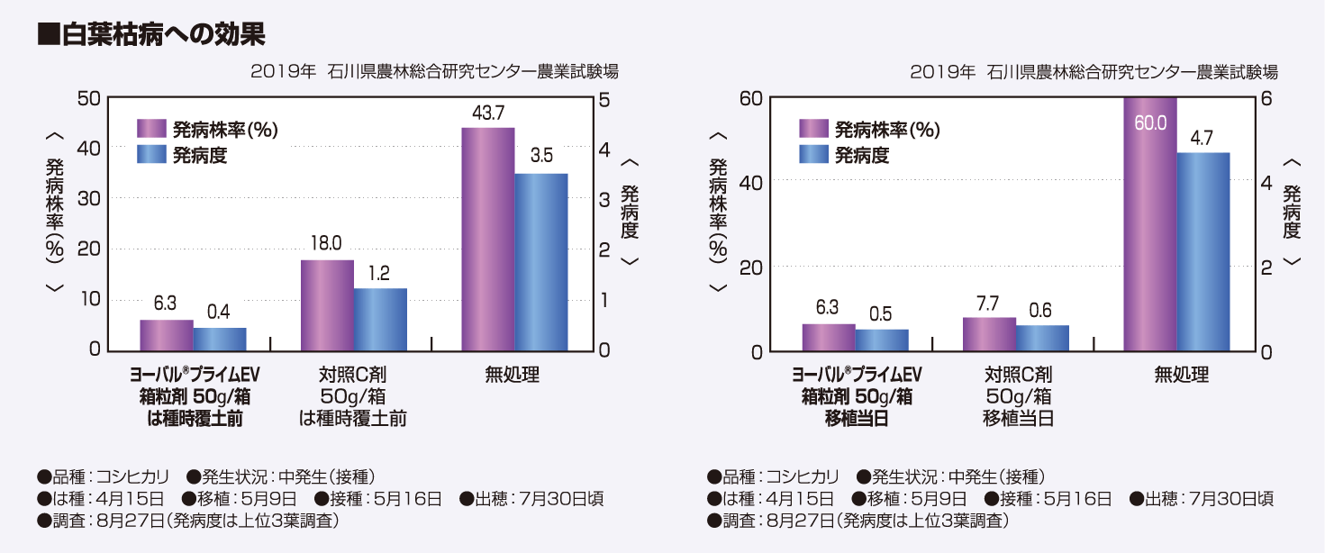 白葉枯病への効果