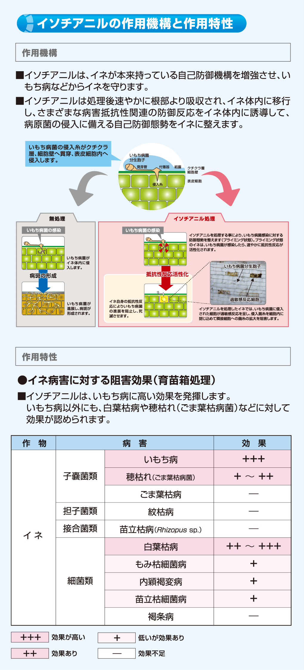 イソチアニル