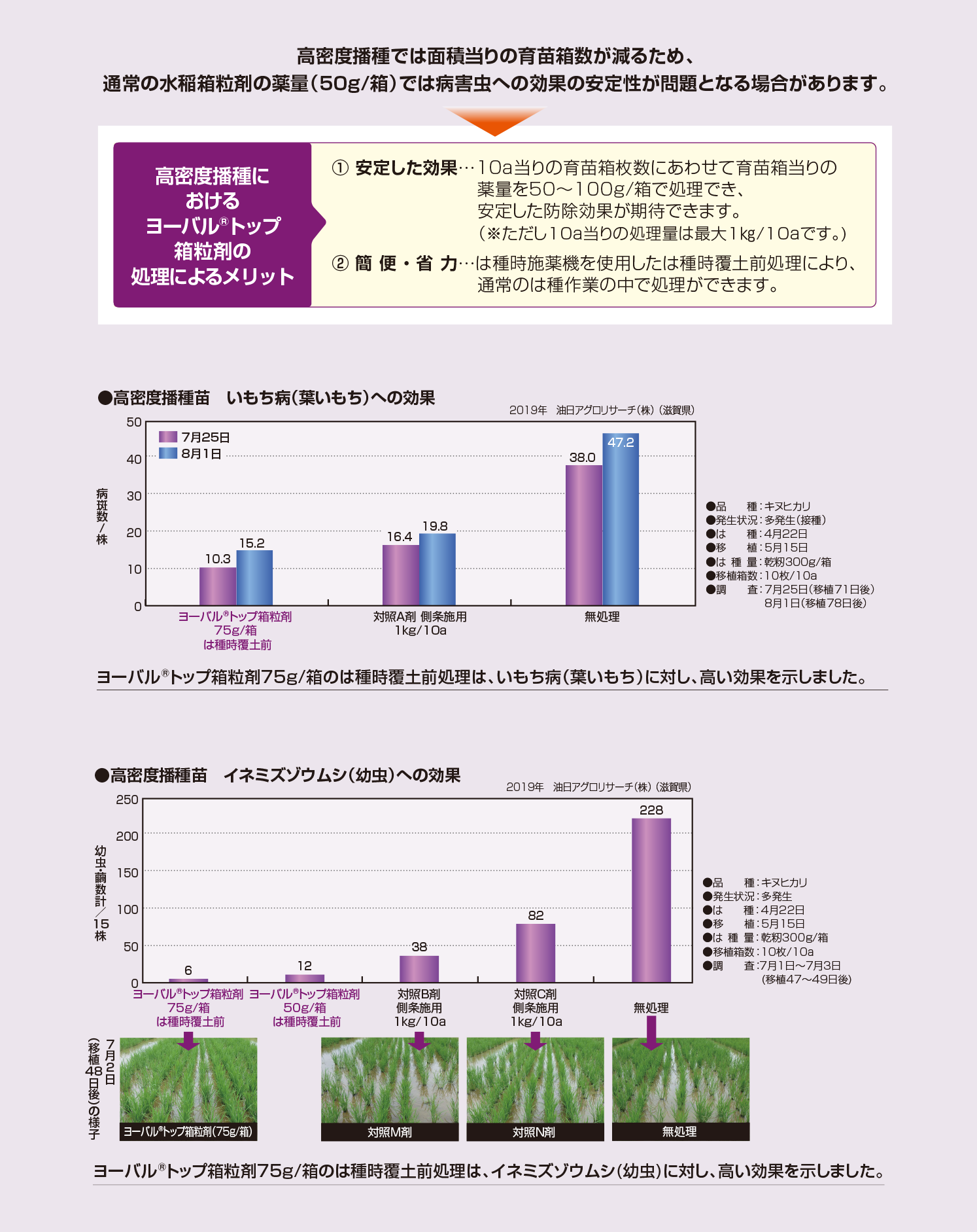 ヨーバル®︎トップ箱粒剤の高密度播種移植栽培への適用性