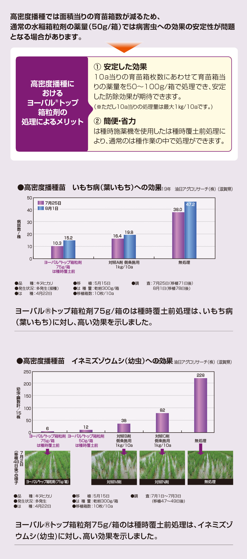 ヨーバル®︎トップ箱粒剤の高密度播種移植栽培への適用性