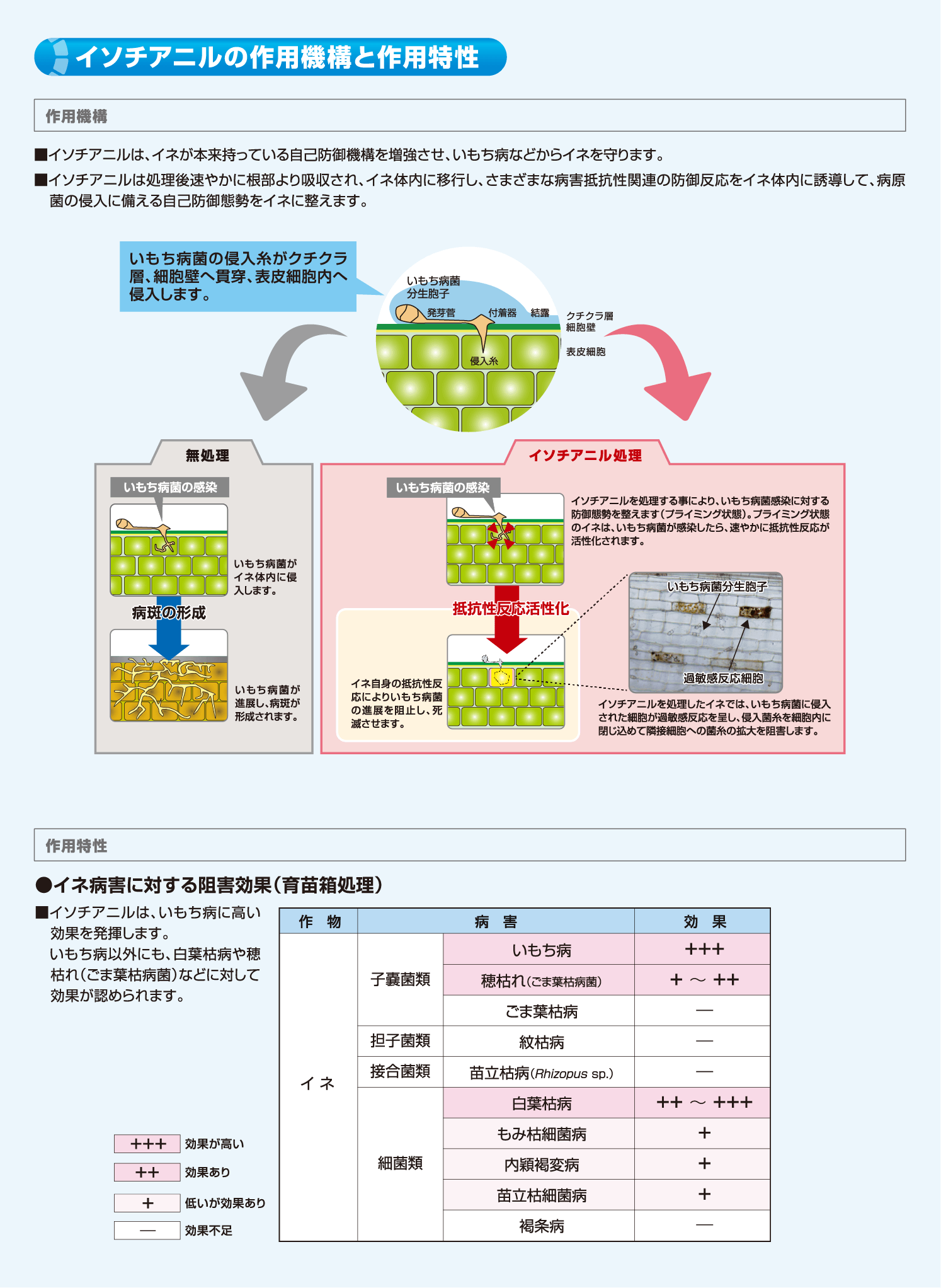 イソチアニル