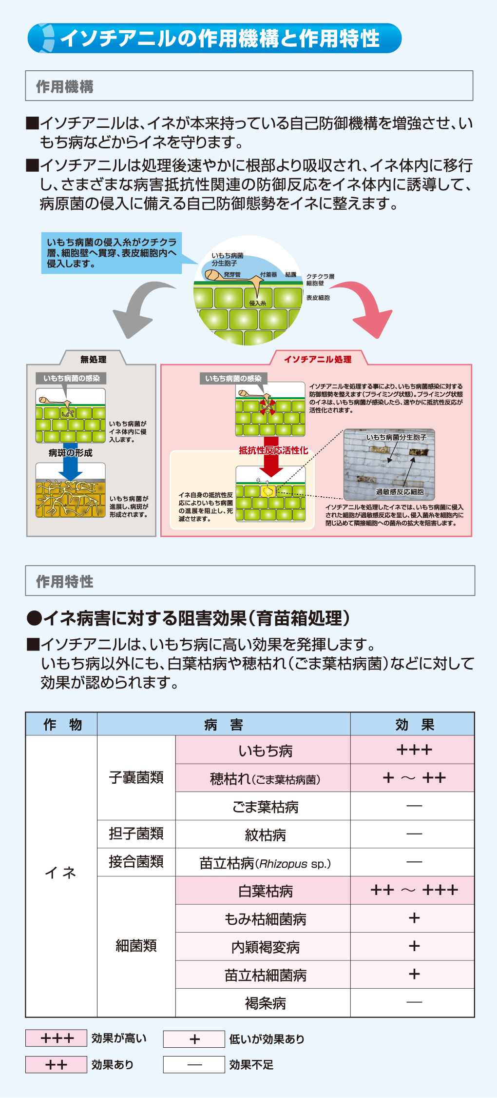 イソチアニル