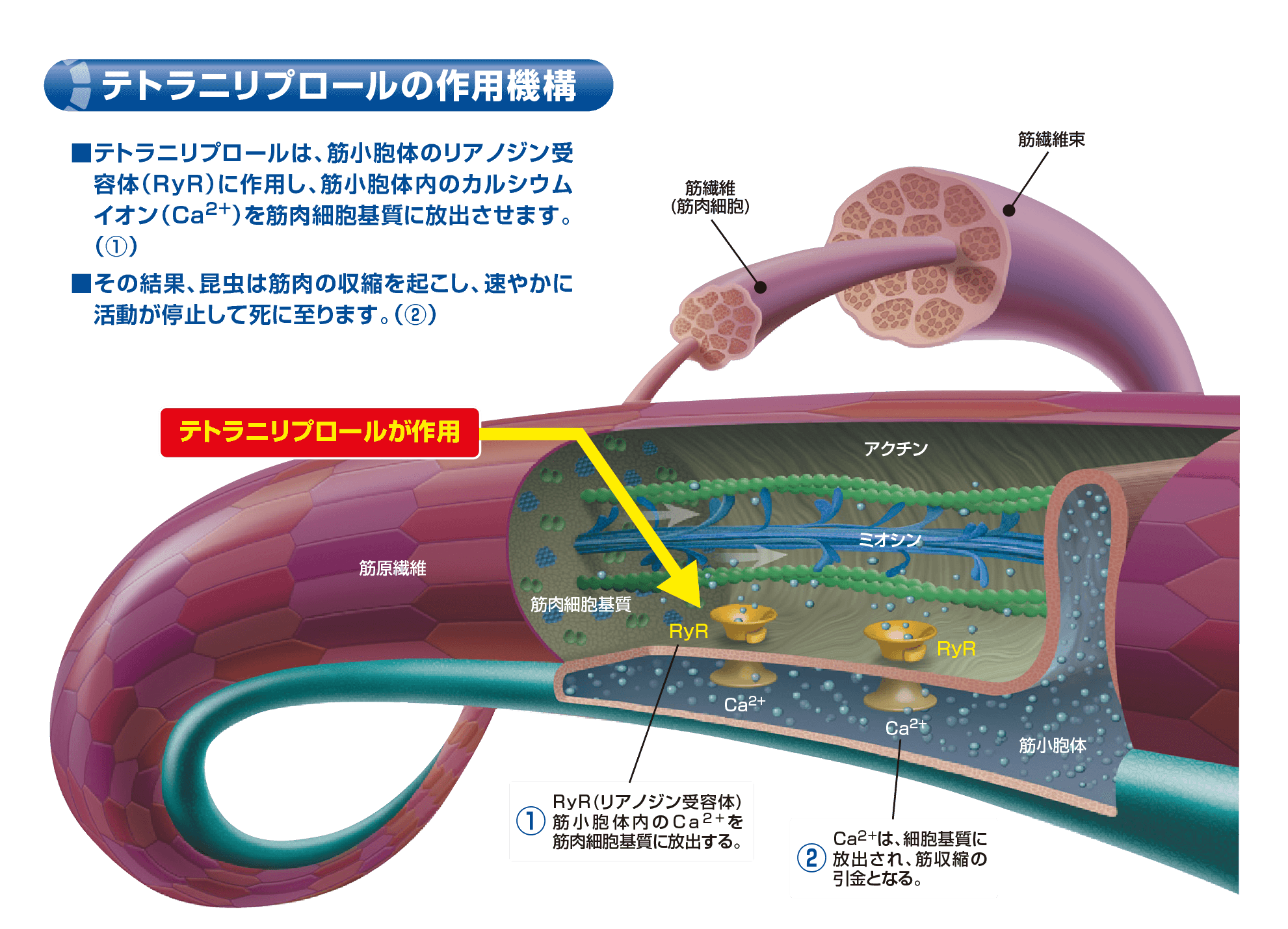 テトラニリプロール